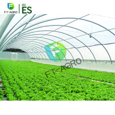 China Seeding Nursery Greenhouse Vegetable, Fruit And Flowers Planting Sunlight Leaf Greenhouse for sale