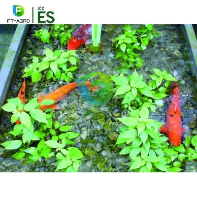 China Eco Friendly Commercial Aquaponics System For Fish And Plant Grow Soilless Culture Together for sale