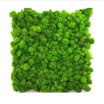 China Reindeer Moss Wall Eternal Decoration Multifunctional Wholesale Best Quality Preservation for sale