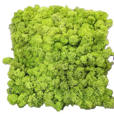 China Multifunctional Hot Selling Wholesale Decorated Moss Dry Moss Really Fresh Everlasting Hay Decorated Preserved Moss Natural for sale