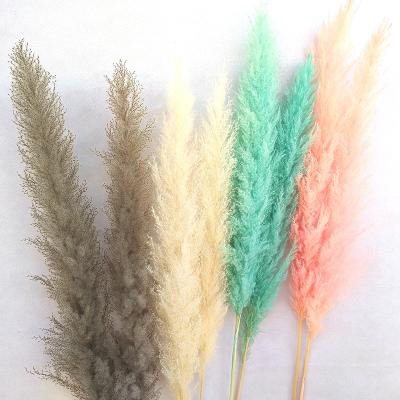 China Wholesale Natural Touch Large Natural Phragmites Dried Flowers Dried Pampas Grass For Home Decorative for sale