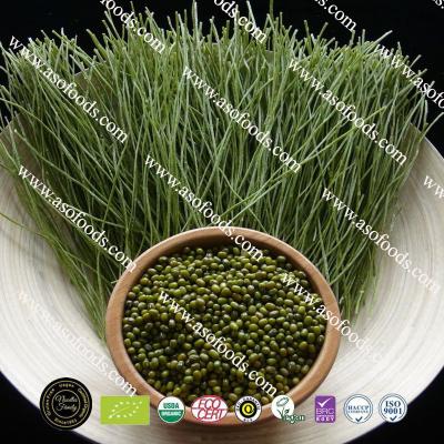 China Wholesale Green Organic Italian Gluten Free Factory Vegan Spaghetti Pasta Mung Beans Production Line Gluten Free Manufacture Packaged Noodle for sale