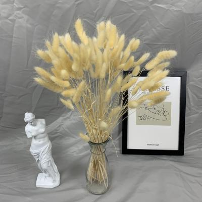 China EG009 Natural Wholesale Touch Beige Color Dried Bunny Tails Grass Dried Lagurus Grass for sale