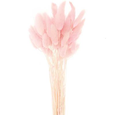 China Natural Touch Wholesale Preserved Flowers Dried Lagurus Dried Color Bunny Tail Grass Pink for sale