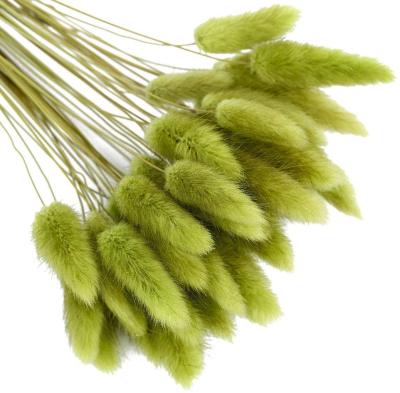 China Contact Wholesale Natural Preserved Flowers Bunny Tail Grass Decoration Dried Bunny Tail Grass Green for sale