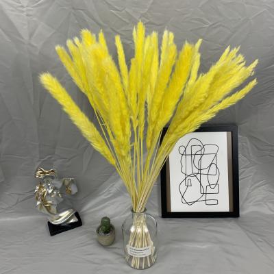 China Wholesale Natural Mini Dried Yellow Pampas Grass small Reed Pampas Grasd from contact for sale