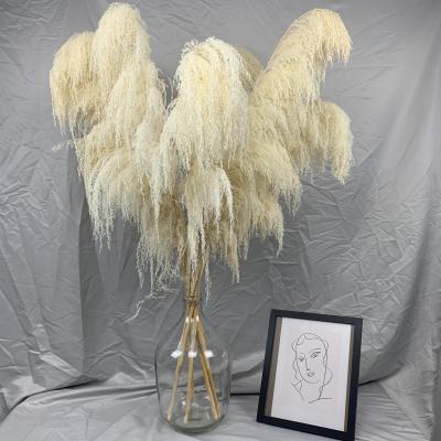 China Indor Decoration Preserved Flowers Dried Flower Home Decoration Fluffy Nature Large White Pampas Grass for sale