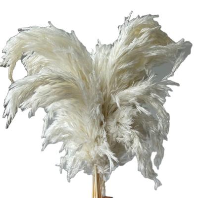 China Indor Decoration Preserved Flowers For Home Decoration Tall White Color Pampas Grass Reed for sale