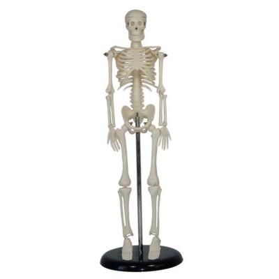 China Teaching Application: Medical School Human Skeleton Model 42CM for sale