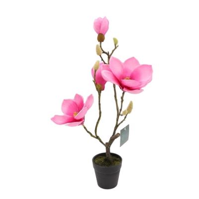 China Tree the European wedding magnolia flowers feeling flowers indoor decoration real magnolia trees for sale