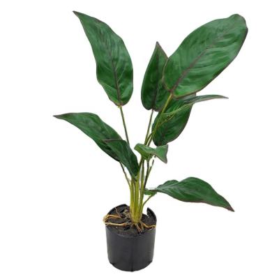 China Decoration Manufacturers Direct Marketing Factory Artificial Fake Leaves 9 Heads Arrowroot Leaf Black Pot Indoor Decoration for sale