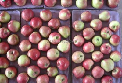 China Fresh red star apple /pome /huaniu aoole for sale