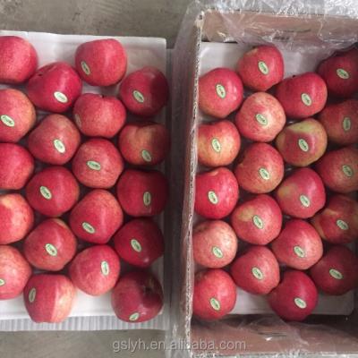 China Fresh washed qingan apple for sale