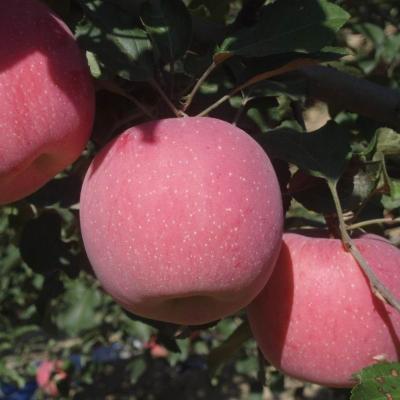 China Chinese Fresh Fresh Fuji Apple /red Delicious Apple for sale