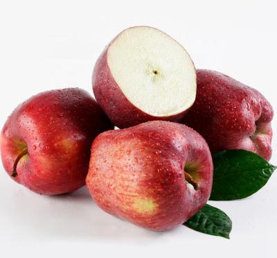 China Fresh red delicious apple for sale