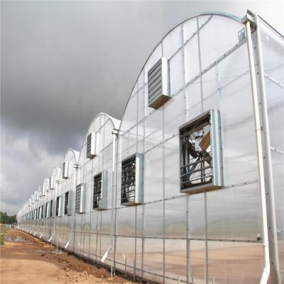 China High Transparency Venlo Tempered Glass / Float Glass Greenhouse With Hydroponics for sale