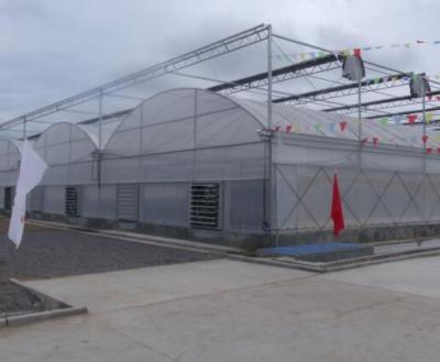 China Professional Glass Float / Tempered Agricultural Glass Greenhouse for sale