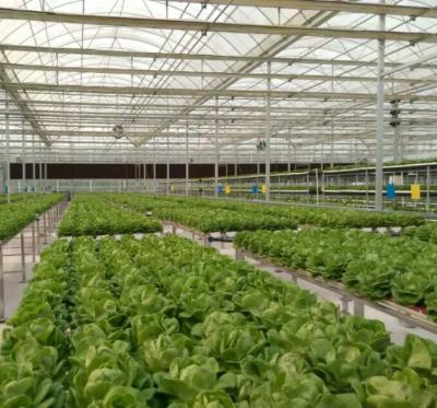 China ECO-FRIENDLY seedling nursery and greenhouse for seedling for sale