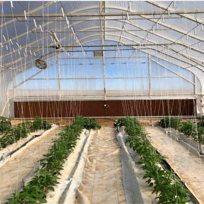 China Fruit And Vegetable Tunnel Greenhouse With Poly Film For Leafy Vegetable for sale