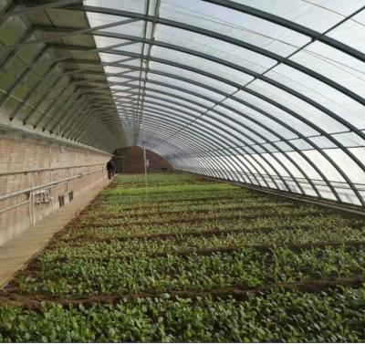 China PE Double Span Solar Greenhouse for sale