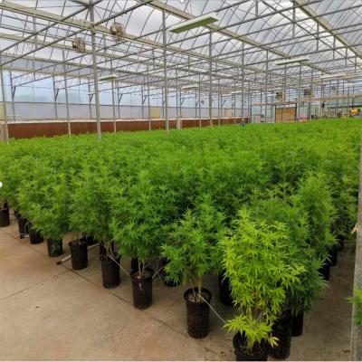 China PE tunnel greenhouse for agriculture for sale