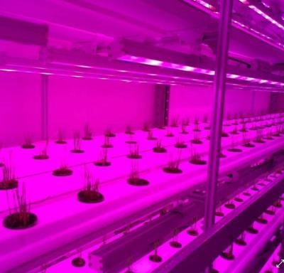 China ALL TIME Agricultural Artificial Light System For Greenhouse for sale