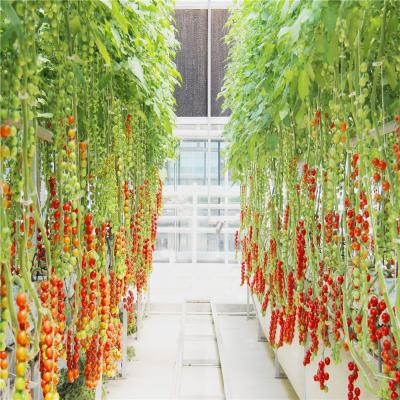 China Growing fresh tomato greenhouse for sale