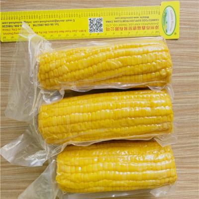 China Canned sweet corn on the cob in vacuun package for sale