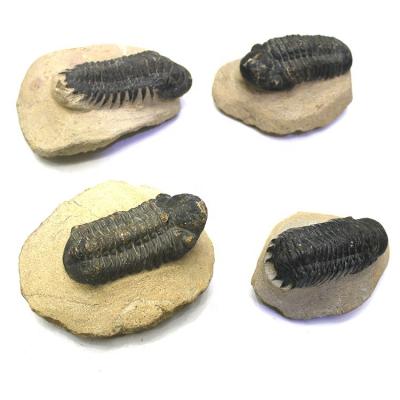 China Natural High Quality Natural Trilobite Specimen Fossils From Europe for sale