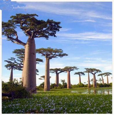 China Eco-friendly Large Outdoor Decoration Artificial Baobab Tree With Good Price for sale