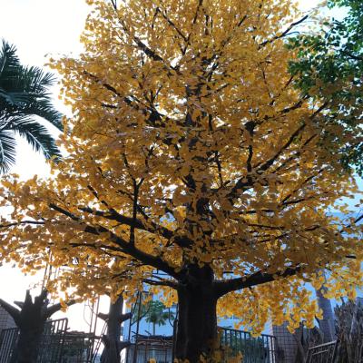 China Eco-friendly customized high simulation fiberglass artificial ginkgo tree fake tree on sale for sale