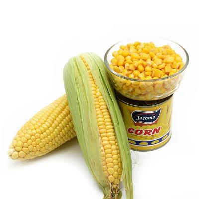 China Canned Fresh Corn Kernel Sweet Corn for sale