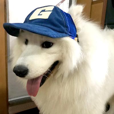 China Dog Baseball Cap / Stocked Hat Pet for sale