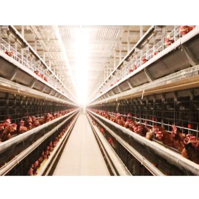 China Easily Install Automatic Chicken Egg Layer Poultry Farm Battery Cages For Layers Of Chickens for sale