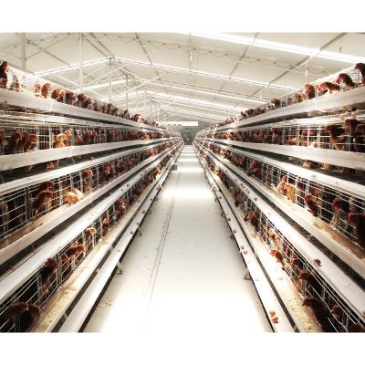 China Automatic Farms Poultry Agricultural Equipment Battery A Cages For Layer Chicken for sale