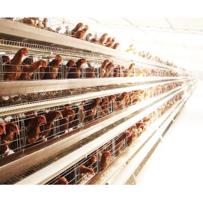 China Hen Agriculture Chicken Equipment A Type Layer Chicken Farms Cage Te koop