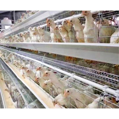 Κίνα Easily Install Automated One Layer Type Cages Automated Equipment For Chicken Cages προς πώληση