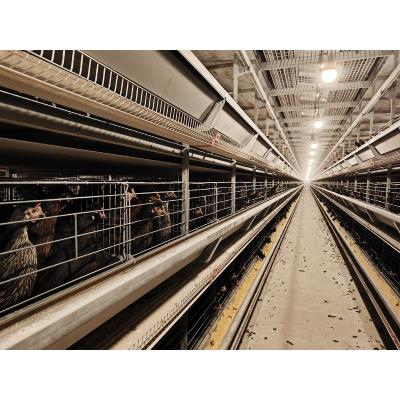 China Easily install automatic chicken farm equipment one type 4 row layer battery cages for poultry farm Te koop