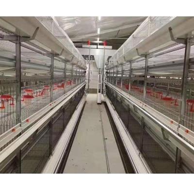 China Easily Install Algeria Poultry Drivers and Drinkers Chicken Broiler Battery Cage Sale for sale