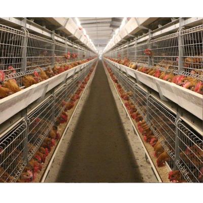 Κίνα Easily Install H Type Battery Broiler Poultry Cages For Sale In Philippines προς πώληση