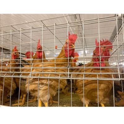 Κίνα Easily Install Automatic Tier Animal Broiler Cages 4 Poultry Battery Cage προς πώληση