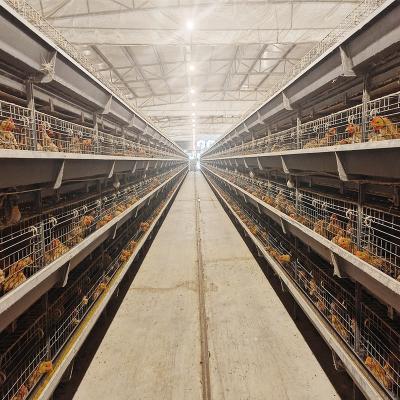 Κίνα Easily Install Broiler Chicken Cage System Battery Meat Poultry Farm προς πώληση