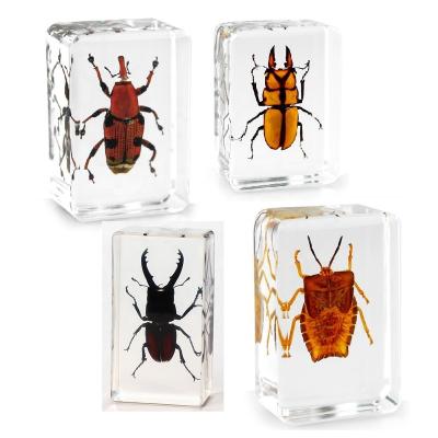 China Resin Craft Teaching Collection Embedded Real Biological Animal Crystal Specimens Insect Paperweight for sale