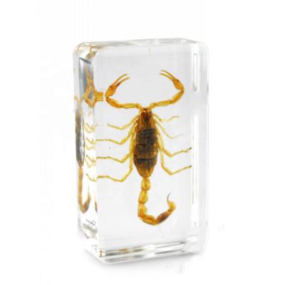 China Teaching Insect Specimens , Yellow Genuine Scorpion Crystals Resin Specimens Small Animal Crystals Resin Crafts for sale