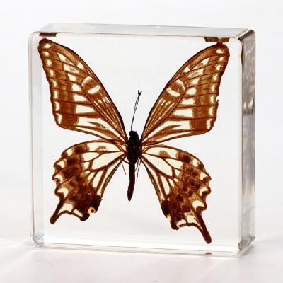 China Butterfly Resin Specimen Insect Resin Teaching Crafts For Museum Exhibition for sale