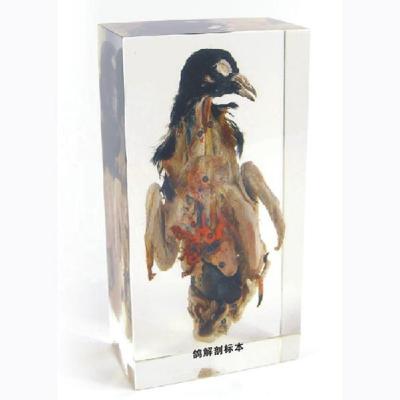 China Teaching Pigeon Embedded Organic Resin Anatomical Specimen Teaching Biological Specimen for sale