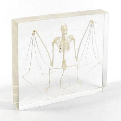 China Acrylic Animal Specimen Bat Teaching Skeleton For Education for sale