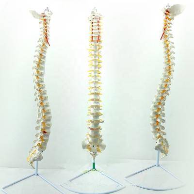 China Life-Size Teaching Spine Human Spine Medical Model Skeletal Model for sale