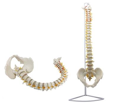 China ofl different kinds teaching flexible human spine spinal model human bone bone-arrangement model medical teaching for sale