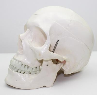 China Human Skull Teaching Skull Model of Medical Head Model of Human Skeletal Model for sale